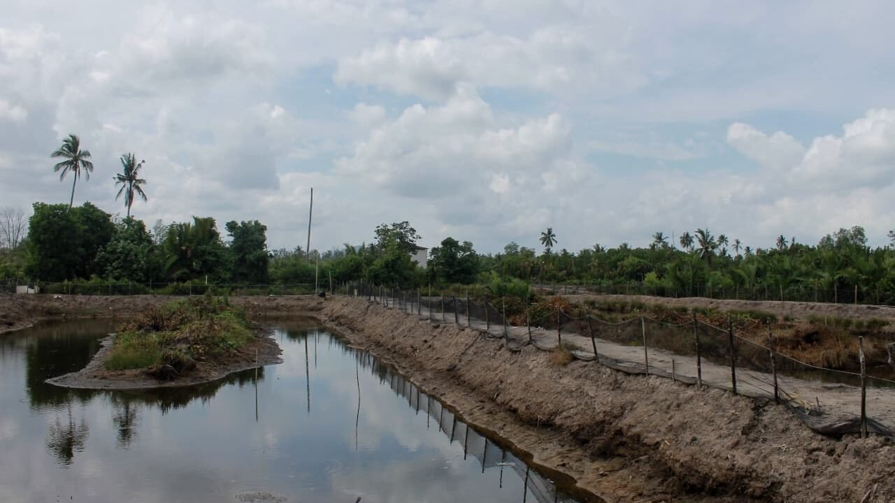 Tanggul Tambak Kepiting di Muara Pagatan Tingkatkan Produktivitas dan Pendapatan Petani